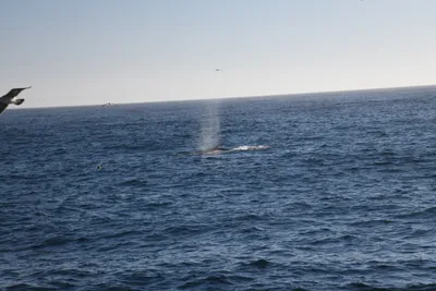 DSC_6650 (Large).JPG